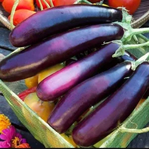 Long Purple Eggplant Seeds - 100 Seeds for Planting - Fresh Garden Seeds - Image 2