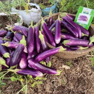 Long Purple Eggplant Seeds - 100 Seeds for Planting - Fresh Garden Seeds - Image 4