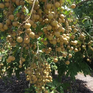 Longan Dimocarpus 'Diamond River' Dragon Eye Seedling Live Plant 5-9