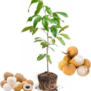 Longan Fruit Tree Live Plant - Tropical Fruit Starter, 5-9 Inch Tall - Image 7