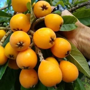 Loquat Tree Live Plant, 6-8 Inches Tall, 1 Year Old, Fruiting, Outdoor - Image 2