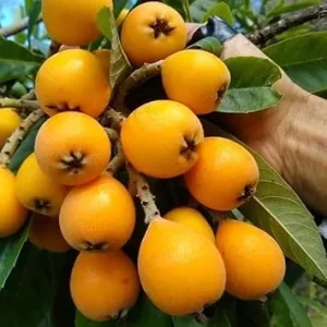 Loquat Tree Live Plant, 6-8 Inches Tall, 1 Year Old, Fruiting, Outdoor - Image 1