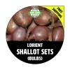 Lorient Shallot Bulbs - Non-GMO Garden Seed Shallots - Traditional Round Shape, Multiplier Onions - Image 1