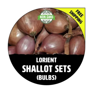 Lorient Shallot Bulbs - Non-GMO Garden Seed Shallots - Traditional Round Shape, Multiplier Onions - Image 1