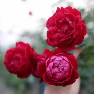 Louis Philippe Rose Live Plant - Deep Crimson Red Pink Shrub, Fragrant, 5-8