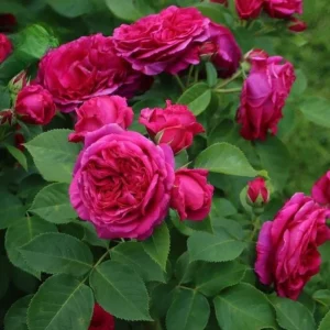 Louis Philippe Rose Live Plant - Deep Crimson Red Pink Shrub, Fragrant, 5-8