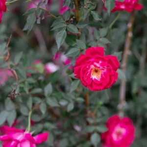 Louis Philippe Rose Live Plant - Deep Crimson Red Pink Shrub, Fragrant, 5-8