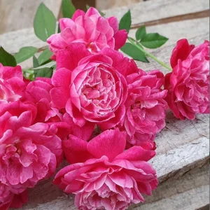 Louis Philippe Rose Live Plant - Deep Crimson Red Pink Shrub, Fragrant, 5-8