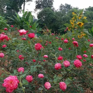 Louis Philippe Rose Live Plant - Deep Crimson Red Pink Shrub, Fragrant, 5-8