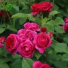 Louis Philippe Rose Live Plant - Deep Crimson Red Pink Shrub, Fragrant, 5-8" Tall, Outdoor - Image 1