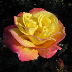 Love Peace Hybrid Tea Rose Plant Live, Fragrant Yellow Pink Rose Bush, 5-9