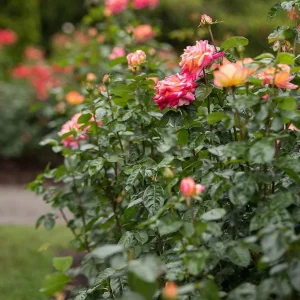 Love Peace Hybrid Tea Rose Plant Live, Fragrant Yellow Pink Rose Bush, 5-9