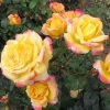 Love Peace Hybrid Tea Rose Plant Live, Fragrant Yellow Pink Rose Bush, 5-9" Tall - Image 1