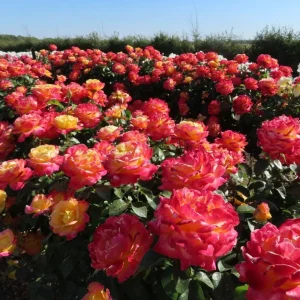 Love Peace Hybrid Tea Rose Plant Live, Fragrant Yellow Pink Rose Bush, 5-9