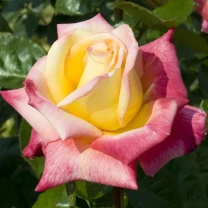 Love Peace Hybrid Tea Rose Plant Live, Fragrant Yellow Pink Rose Bush, 5-9
