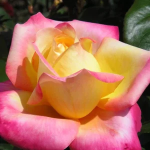 Love Peace Hybrid Tea Rose Plant Live, Fragrant Yellow Pink Rose Bush, 5-9