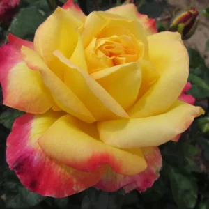 Love Peace Hybrid Tea Rose Plant Live, Fragrant Yellow Pink Rose Bush, 5-9