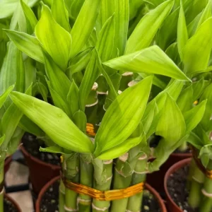Lucky Bamboo Live Plant - Dracaena Sanderiana - 4 inch Pot - Indoor Houseplant - Image 2
