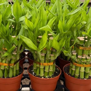 Lucky Bamboo Live Plant - Dracaena Sanderiana - 4 inch Pot - Indoor Houseplant - Image 3