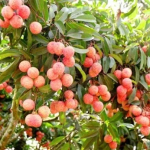 Lychee Live Plant – 12-18 Inch – 1 Gallon Pot – Tropical Fruit Tree - Image 3
