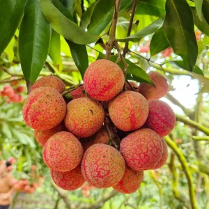 Lychee Live Plant – 12-18 Inch – 1 Gallon Pot – Tropical Fruit Tree - Image 4