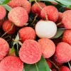 Lychee Live Plant – 12-18 Inch – 1 Gallon Pot – Tropical Fruit Tree - Image 1