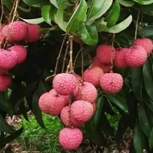 Lychee Tree Live Plant - 10-12in Tall - Half Gallon Pot - Tropical Fruit - Image 2