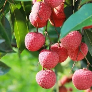 Lychee Tree Live Plant - 10-12in Tall - Half Gallon Pot - Tropical Fruit - Image 3