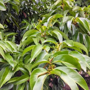 Lychee Tree Live Plant - 10-12in Tall - Half Gallon Pot - Tropical Fruit - Image 4