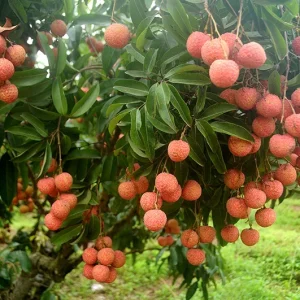 Lychee Tree Live Plant - 10-12in Tall - Half Gallon Pot - Tropical Fruit - Image 1