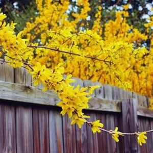 Lynwood Forsythia Live Plant – Yellow Flower Bush, 6-12 inches, Outdoor Shrub - Image 3