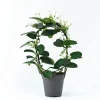 Madagascar Jasmine Live Plant - Stephanotis Floribunda Vine, 5-8" Tall, White Fragrant Flowers, Indoor/Outdoor - Image 1