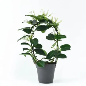 Madagascar Jasmine Live Plant - Stephanotis Floribunda Vine, 5-8