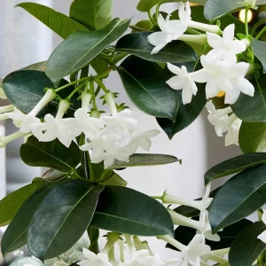 Madagascar Jasmine Live Plant - Stephanotis Floribunda Vine, 5-8