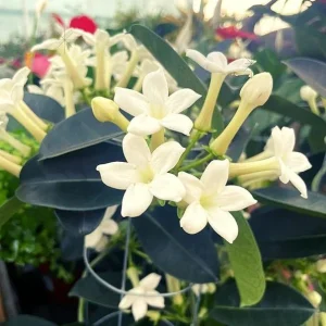 Madagascar Jasmine Live Plant - Stephanotis Floribunda Vine, 5-8