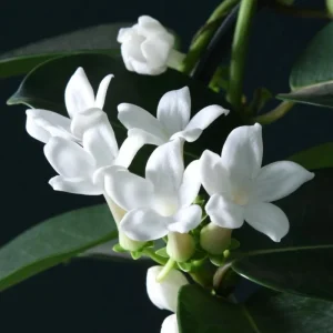 Madagascar Jasmine Live Plant - Stephanotis Floribunda Vine, 5-8