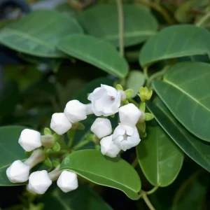 Madagascar Jasmine Live Plant - Stephanotis Floribunda Vine, 5-8