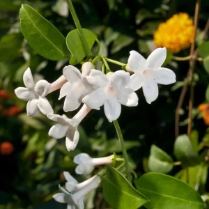 Madagascar Jasmine Live Plant - Stephanotis Floribunda Vine, 5-8