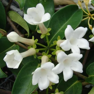 Madagascar Jasmine Live Plant - Stephanotis Floribunda Vine, 5-8