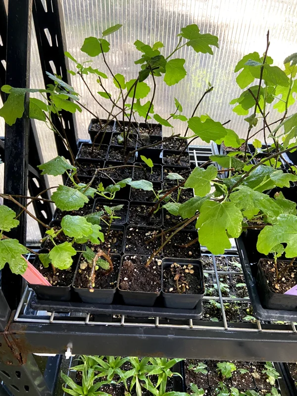 Magnolia Fig Tree Live Plant - Fruiting Ficus Carica Seedling - Outdoor, Cold Resistant - Image 3