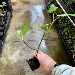 Magnolia Fig Tree Live Plant - Fruiting Ficus Carica Seedling - Outdoor, Cold Resistant - Image 4