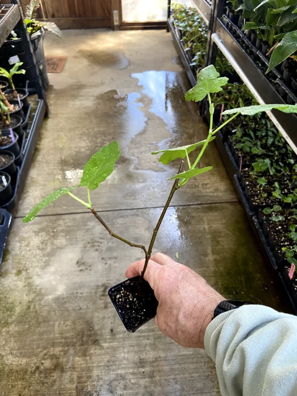 Magnolia Fig Tree Live Plant - Fruiting Ficus Carica Seedling - Outdoor, Cold Resistant - Image 4