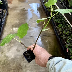 Magnolia Fig Tree Live Plant - Fruiting Ficus Carica Seedling - Outdoor, Cold Resistant - Image 5