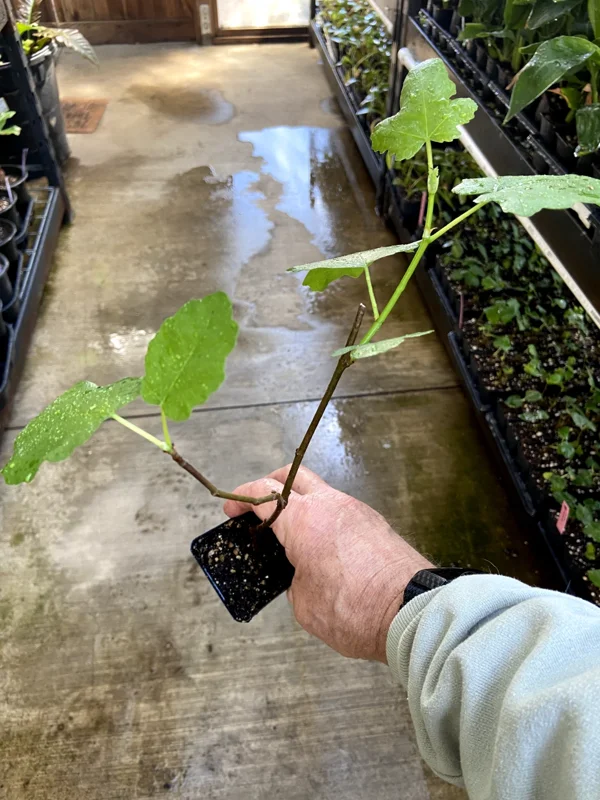 Magnolia Fig Tree Live Plant - Fruiting Ficus Carica Seedling - Outdoor, Cold Resistant - Image 5