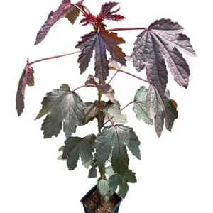 Mahogany Cranberry Hibiscus Live Plant - Red Leaf, False Roselle Bush, 5-8 Inch Tall - Image 1