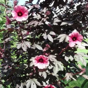 Mahogany Cranberry Hibiscus Live Plant - Red Leaf, False Roselle Bush, 5-8 Inch Tall - Image 3