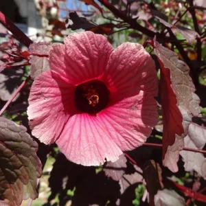 Mahogany Cranberry Hibiscus Live Plant - Red Leaf, False Roselle Bush, 5-8 Inch Tall - Image 7