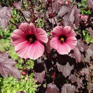 Mahogany Cranberry Hibiscus Live Plants - Set of 2, 5-8 Inch Tall, False Roselle Bushes - Image 2