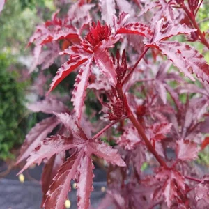 Mahogany Cranberry Hibiscus Live Plants - Set of 2, 5-8 Inch Tall, False Roselle Bushes - Image 3