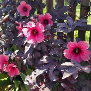 Mahogany Cranberry Hibiscus Live Plants - Set of 2, 5-8 Inch Tall, False Roselle Bushes - Image 4